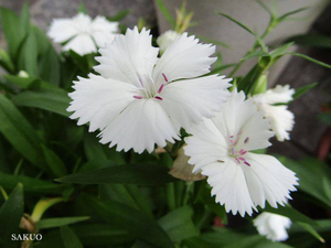 2016.01-sakuo.jpg