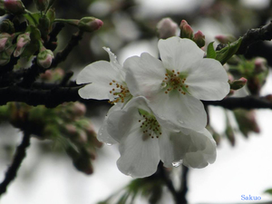 2016.03.20-sakura.jpg