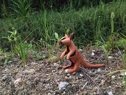 kangaru-3.jpg