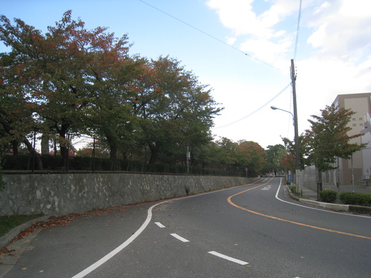 koyaike 007.JPG