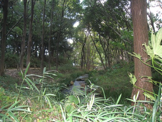 koyaike 024.JPG