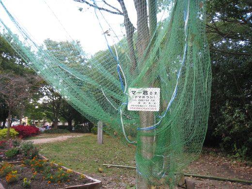 koyaike 025.JPG