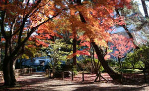 sakuo-2015.12.jpg