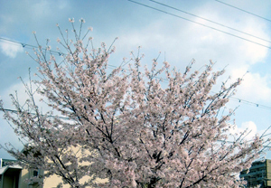 sakura-k20003.jpg